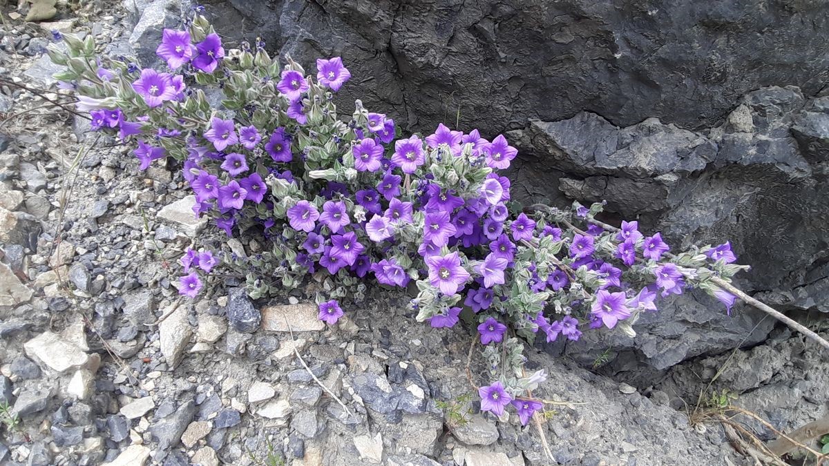 Dünyada sadece Aydın’da yetişen ’Küçük Çan’ yok olma tehlikesiyle karşı karşıya
