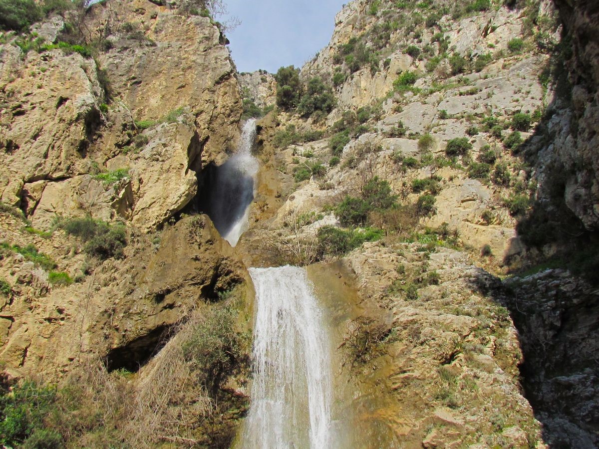 Dünyada sadece Aydın’da yetişen ’Küçük Çan’ yok olma tehlikesiyle karşı karşıya
