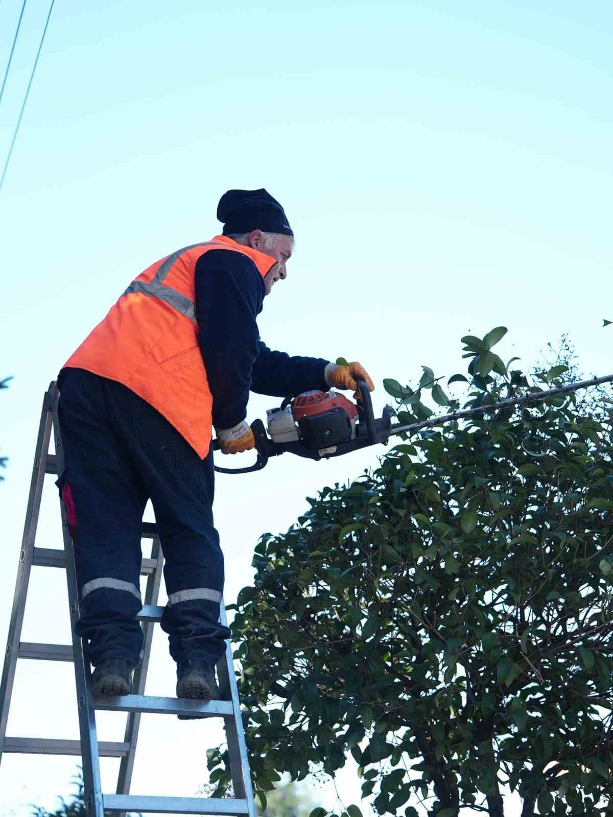 Düzce Belediyesi ağaçları bahara hazırlıyor
