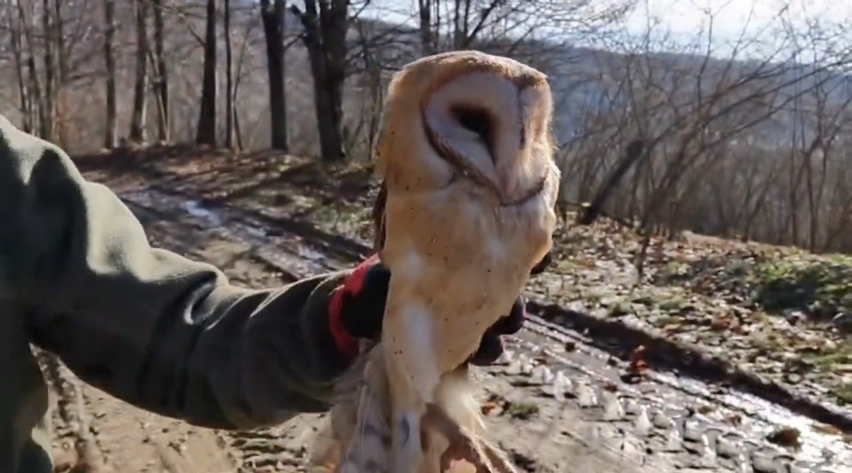 Düzce’de 211 yaban hayvanı doğaya salındı
