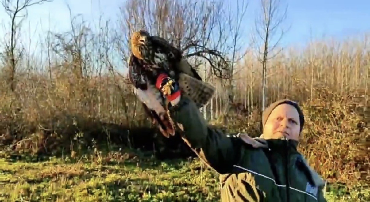 Düzce’de 211 yaban hayvanı doğaya salındı
