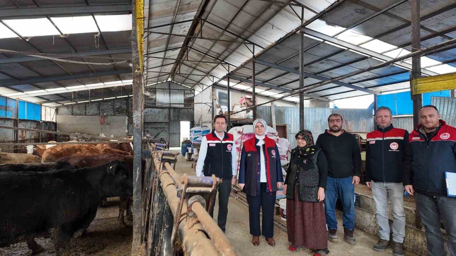 Düzce’de kadın yetiştiriciye etçi ırk düve desteği
