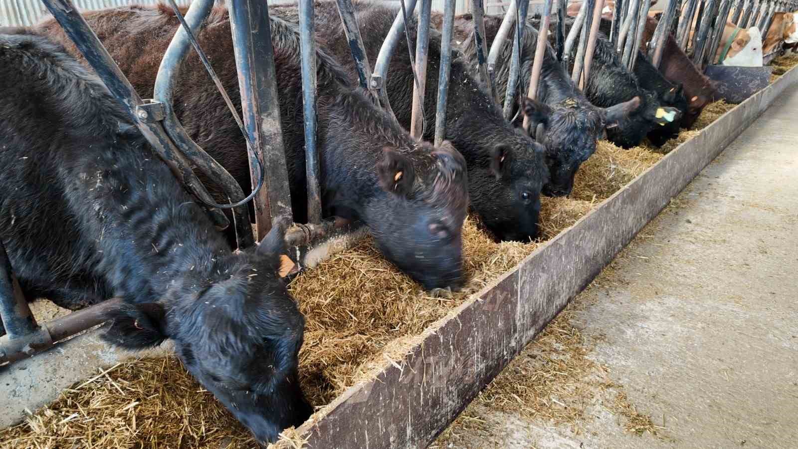 Düzce’de kadın yetiştiriciye etçi ırk düve desteği
