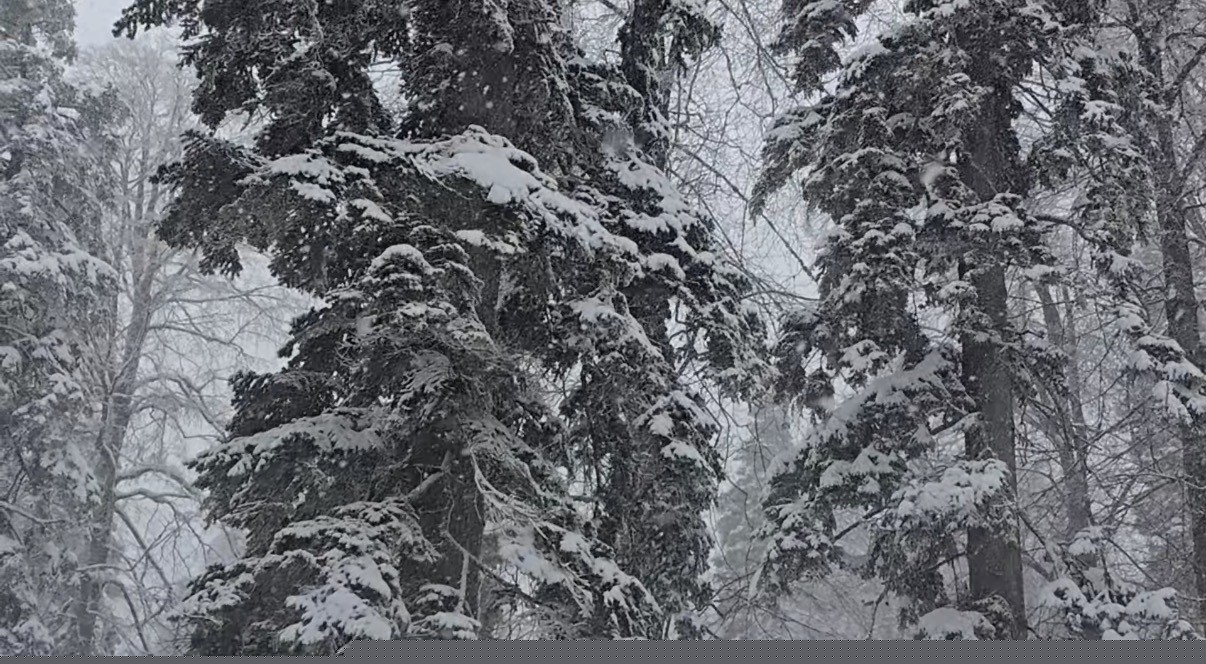 Düzce’nin yüksek kesimleri beyaza büründü: Kar kalınlığı 40 santimetreye ulaştı
