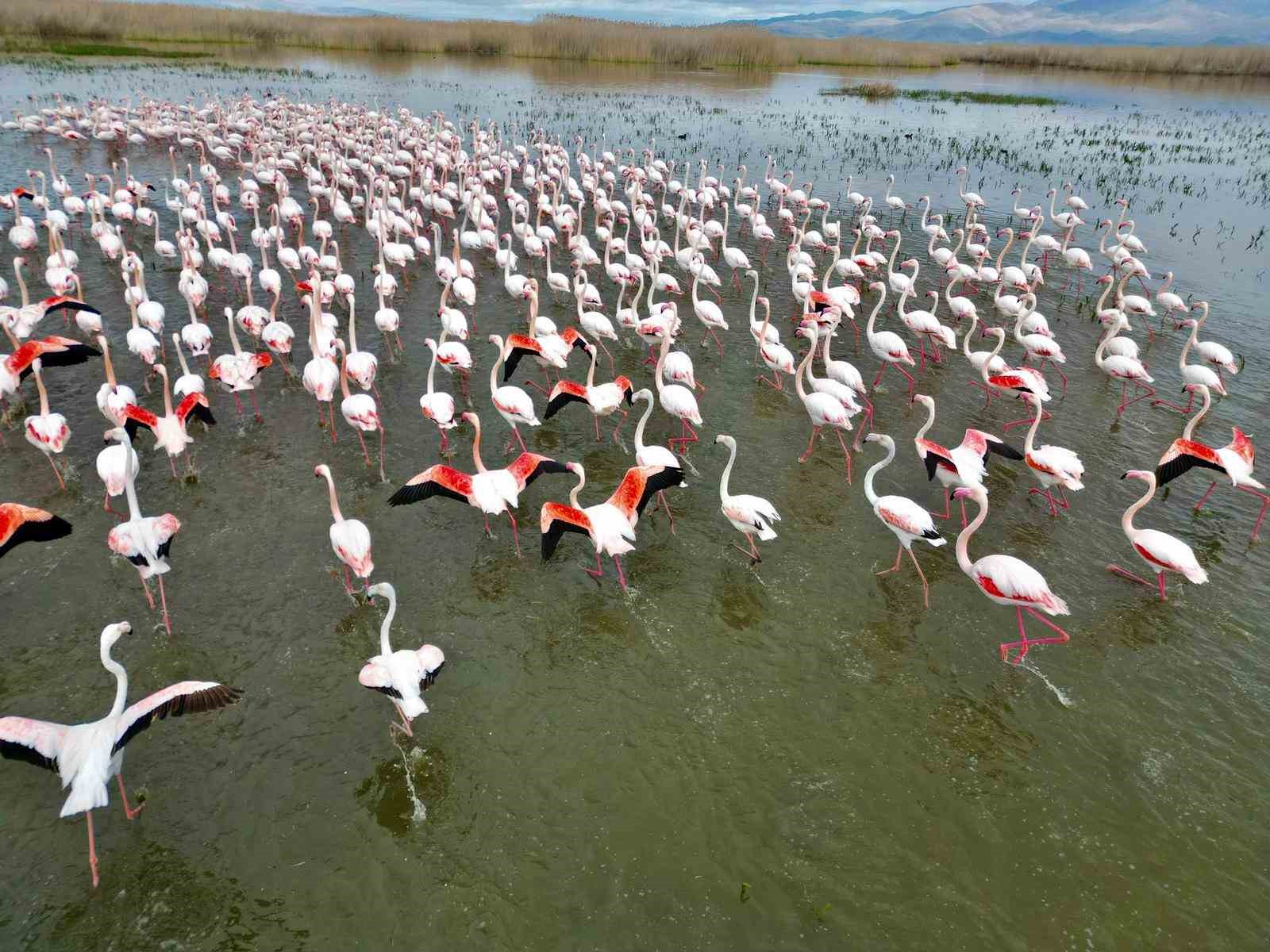 Eber Gölü’nde görsel şölen: Flamingolar renkli görüntüler oluşturdu
