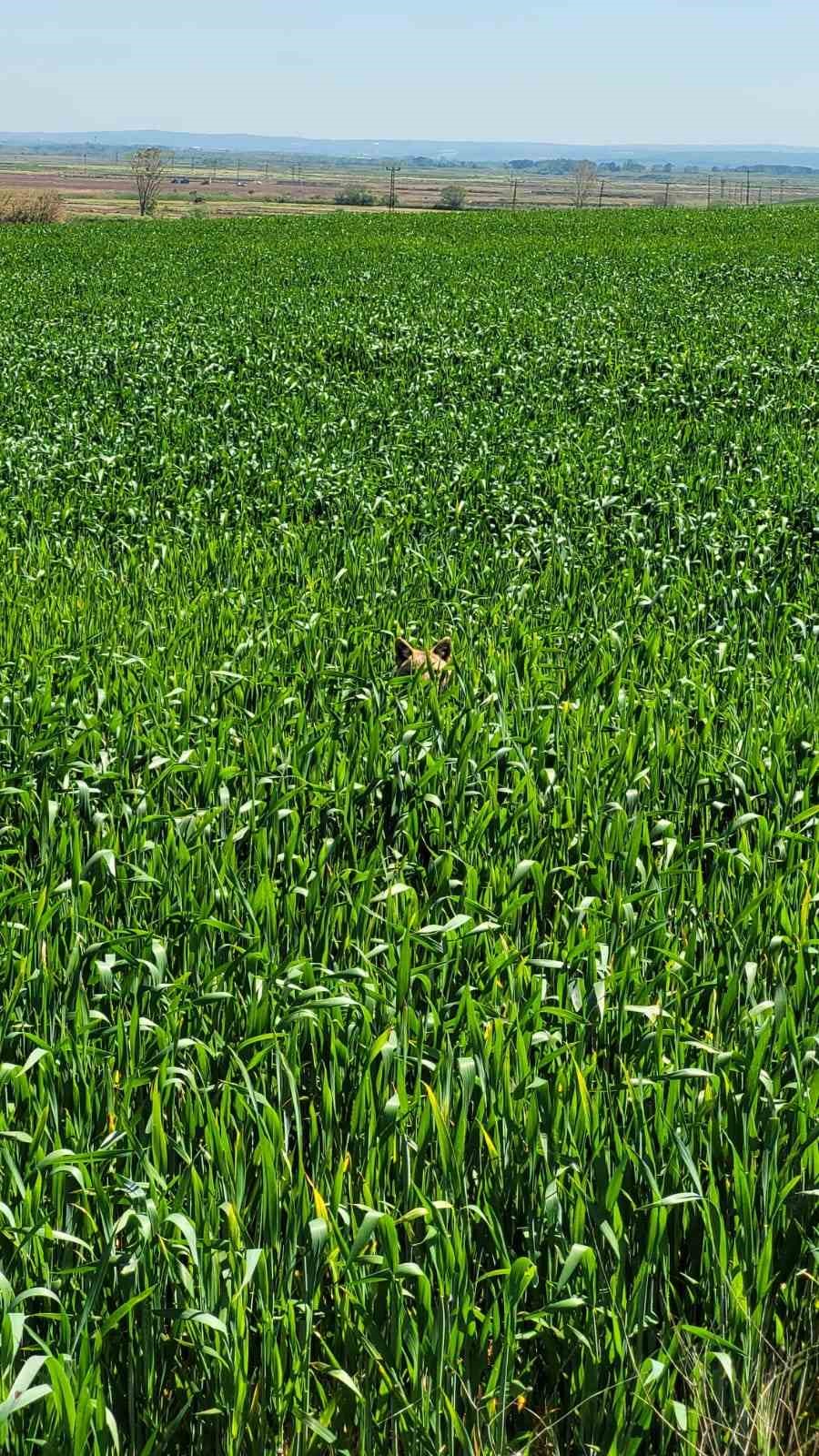 Edirne’de aç kalan çakal köye indi
