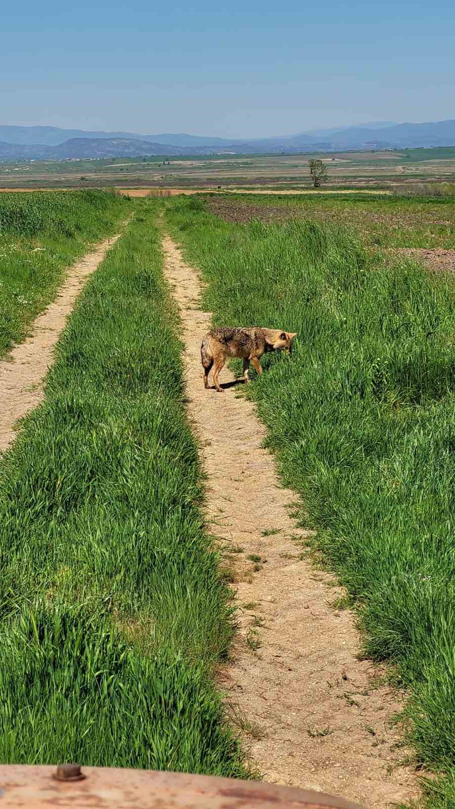 Edirne’de aç kalan çakal köye indi
