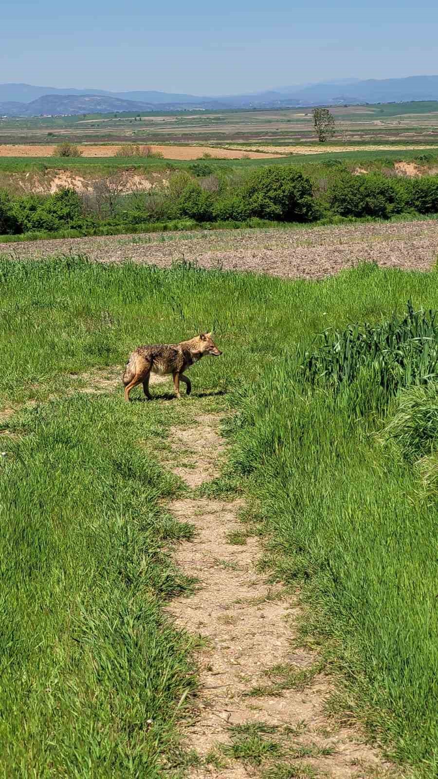 Edirne’de aç kalan çakal köye indi

