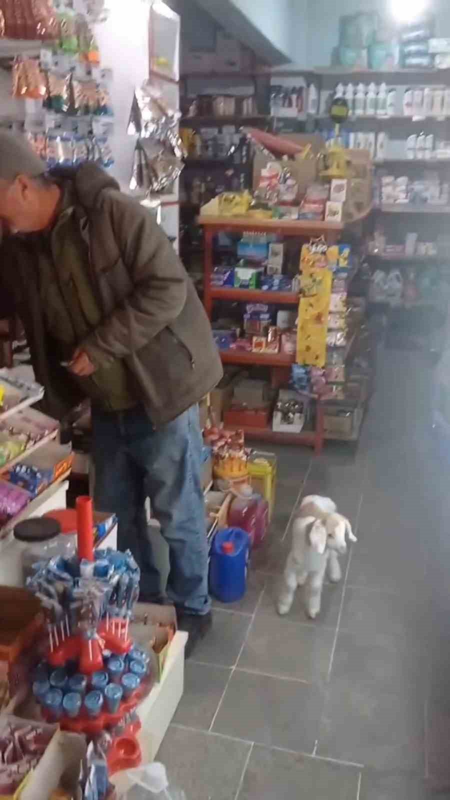 Edirne’de de "keçi ile alışveriş" keyfi
