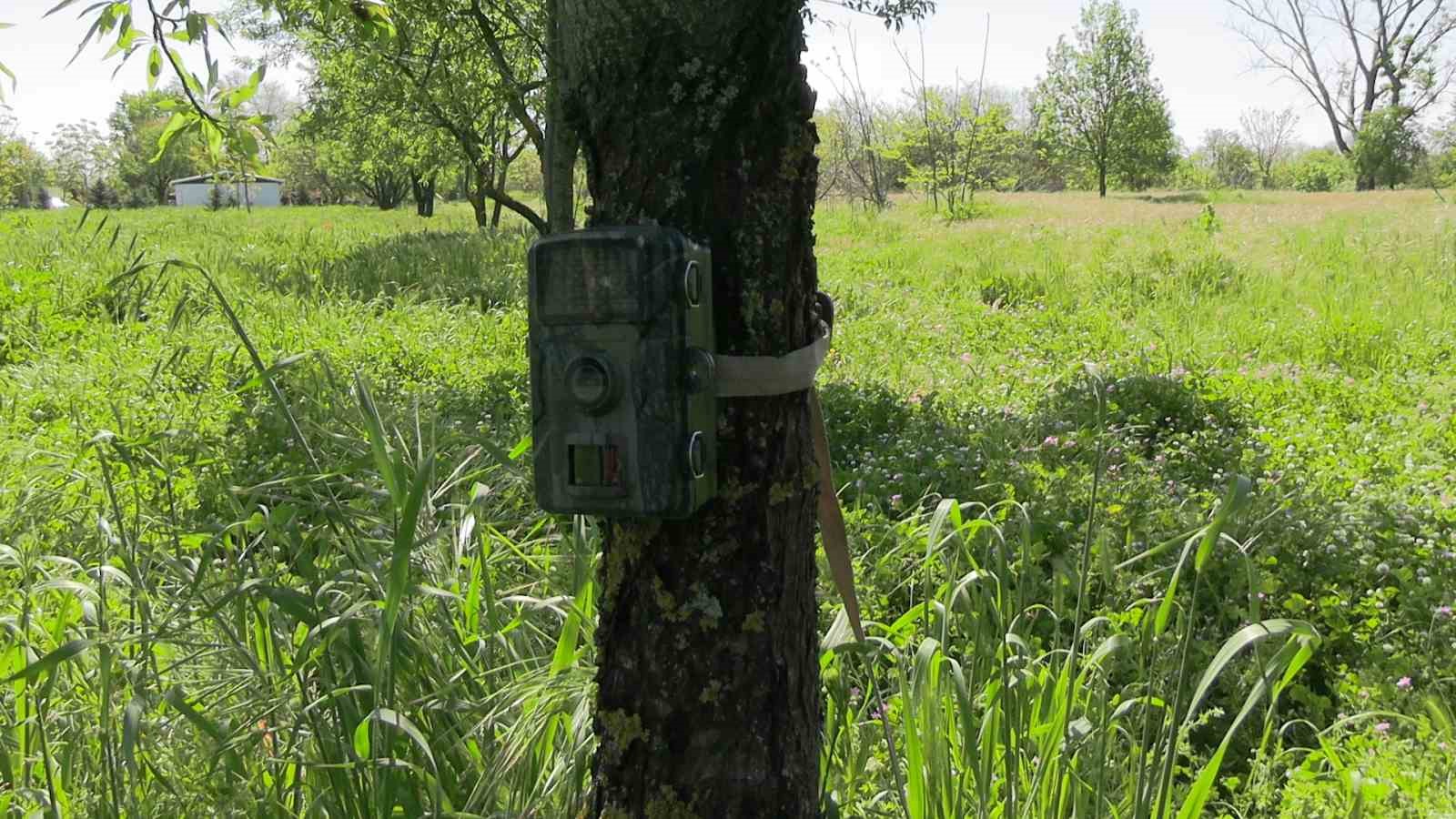 Edirne’de fotokapanlar yaban hayatını görüntülüyor
