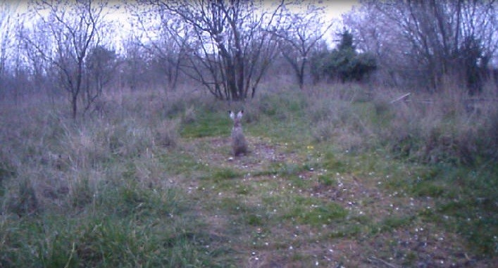 Edirne’de fotokapanlar yaban hayatını görüntülüyor
