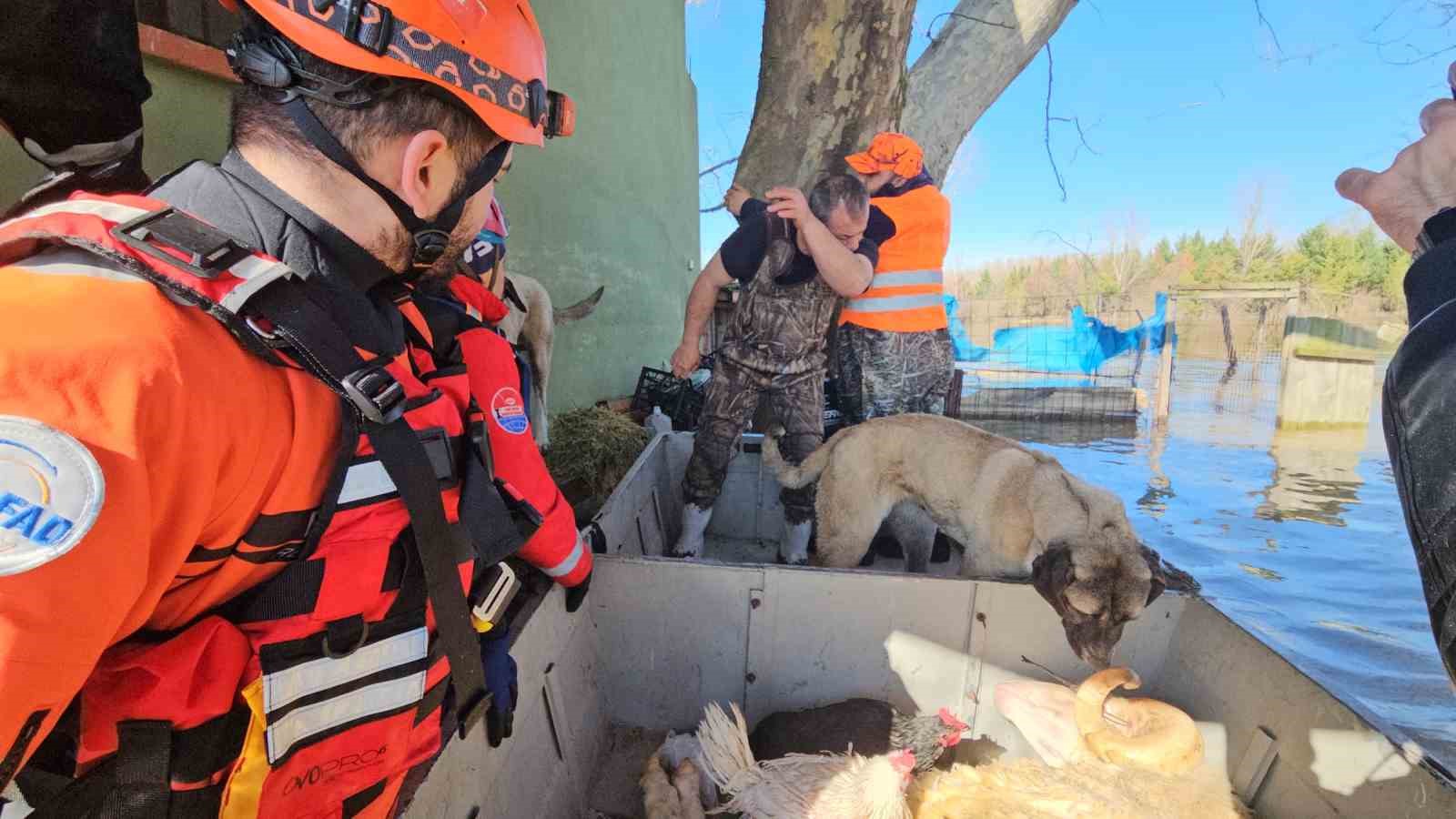 Edirne’de taşan su seviyesi yer yer 2.5 metreye yükseldi: Mahsur kalan hayvanlar kurtarılıyor
