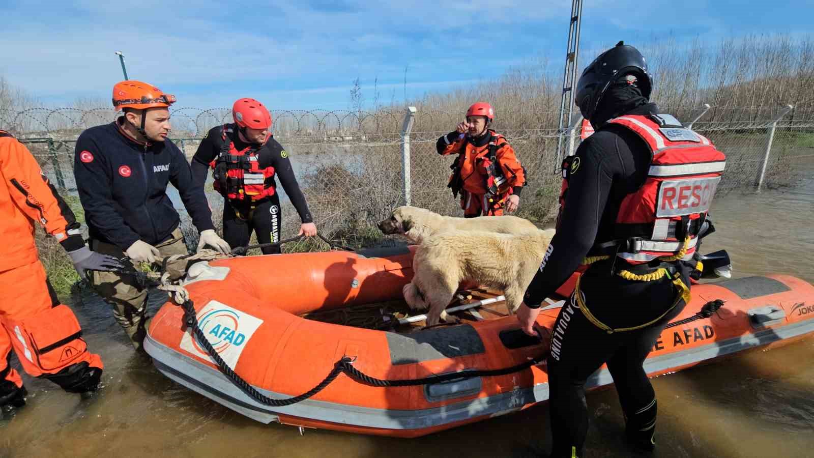 Edirne’de taşan su seviyesi yer yer 2.5 metreye yükseldi: Mahsur kalan hayvanlar kurtarılıyor
