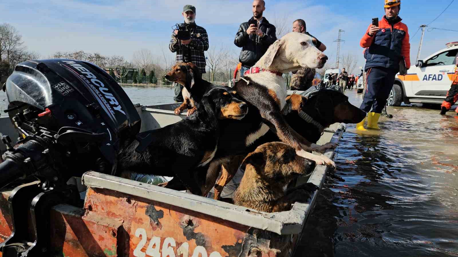 Edirne’de taşan su seviyesi yer yer 2.5 metreye yükseldi: Mahsur kalan hayvanlar kurtarılıyor
