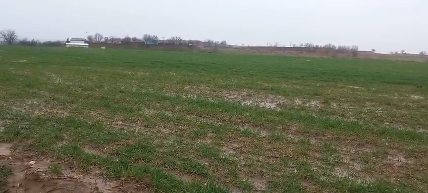 Edirneli çiftçinin kurak yılların ardından bereketli sezon umudu
