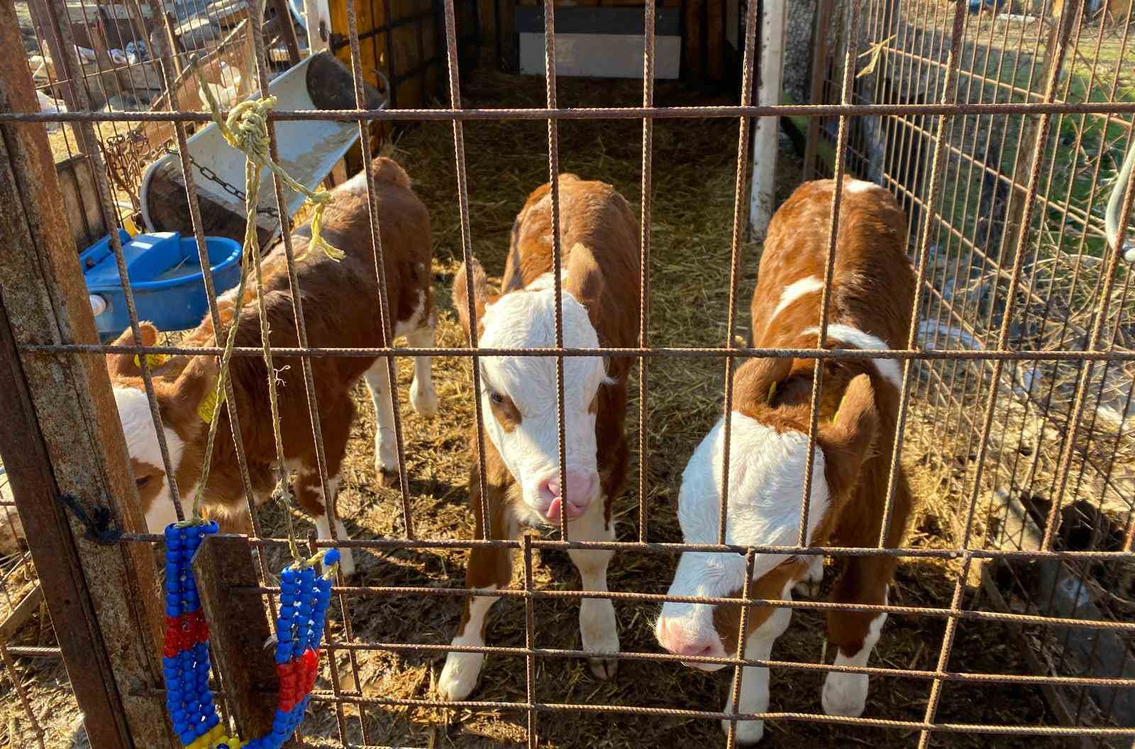 Edirne’nin Orhaniye köyünde üçüz buzağı dünyaya geldi
