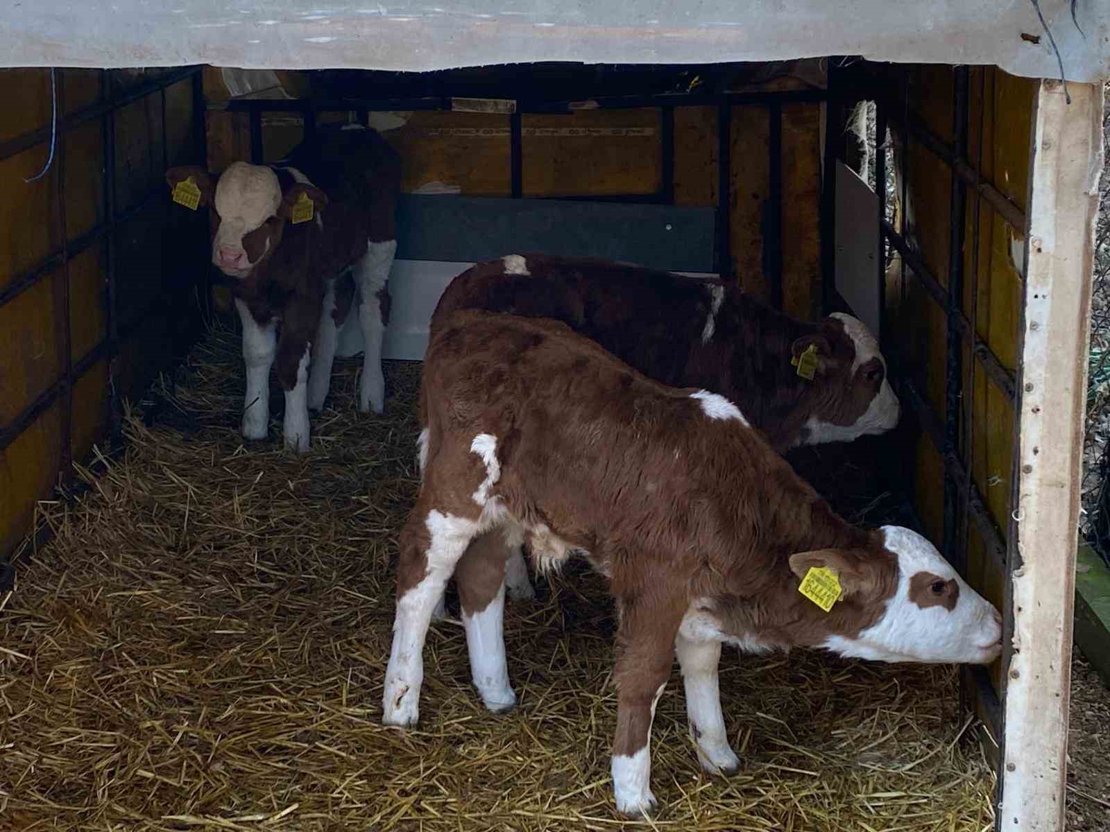 Edirne’nin Orhaniye köyünde üçüz buzağı dünyaya geldi
