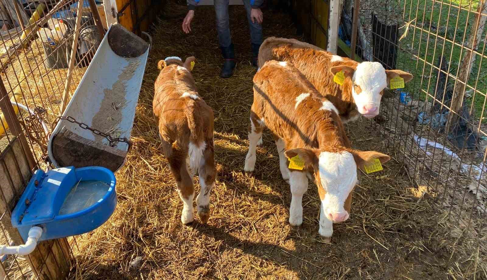 Edirne’nin Orhaniye köyünde üçüz buzağı dünyaya geldi
