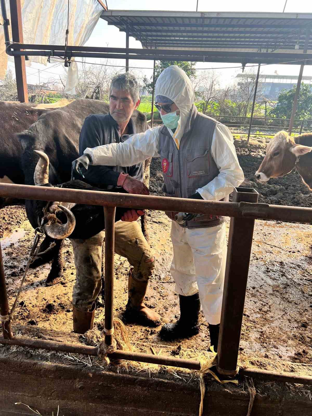 Efeler’de 15 bin hayvan aşılandı
