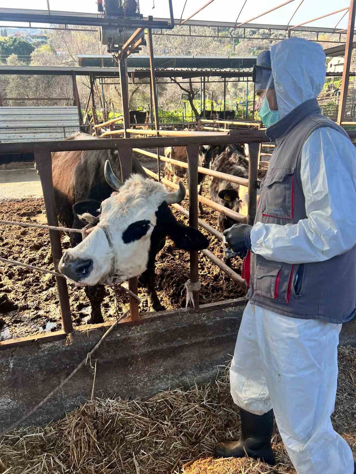 Efeler’de 15 bin hayvan aşılandı
