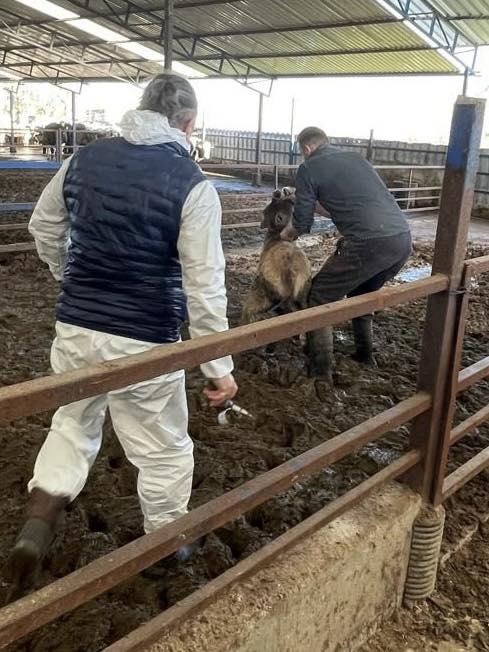 Efeler’de 15 bin hayvan aşılandı
