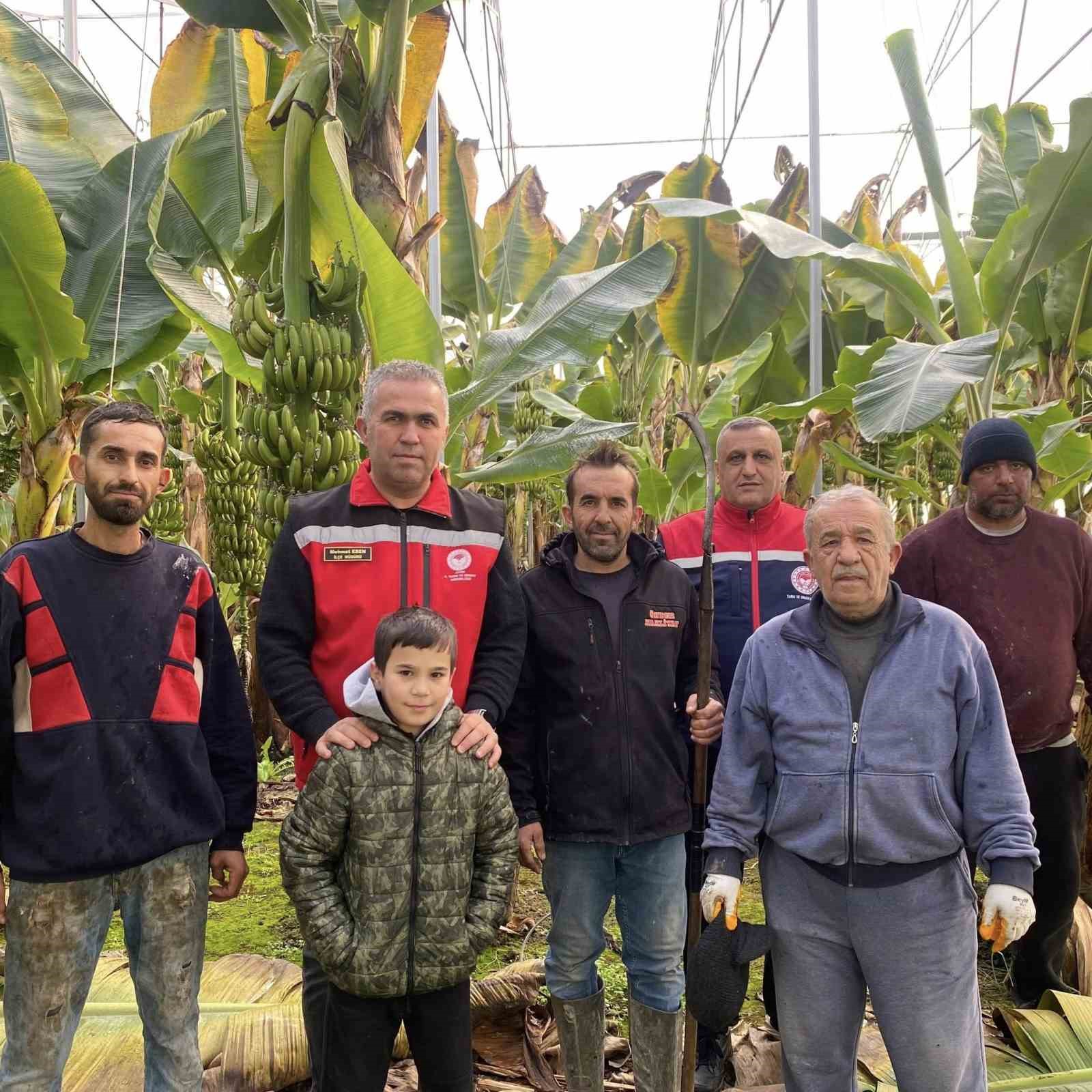 Efeler’de muz hasadı başladı
