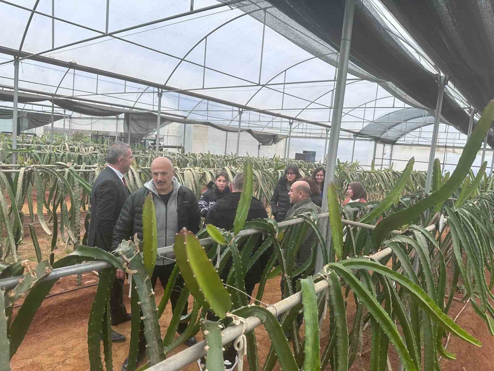 "Efeler’de Pitaya Güçleniyor" projesi incelendi
