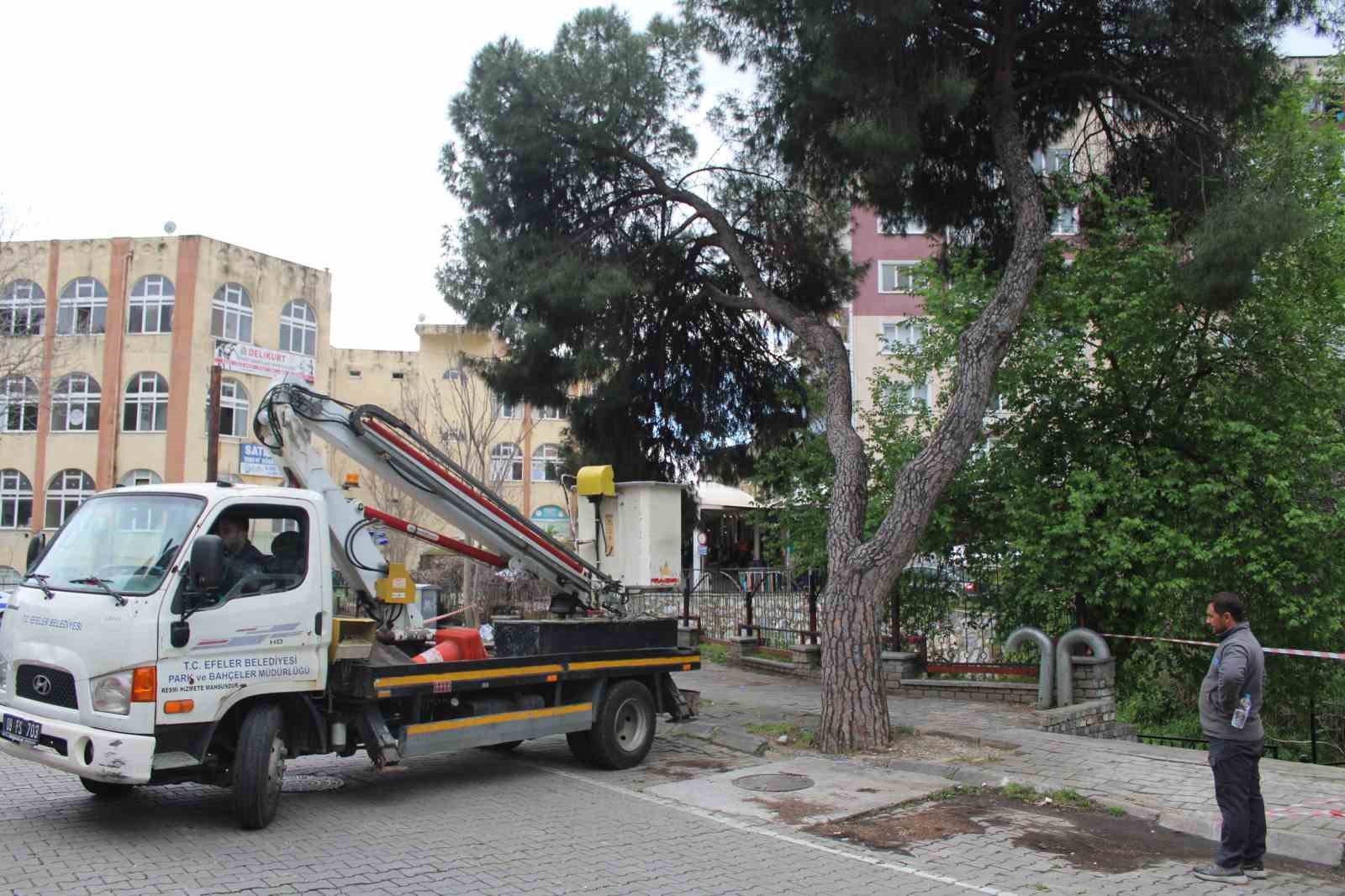 Efeler’de yağışlara dayanamayan 2 ağaç yan yattı
