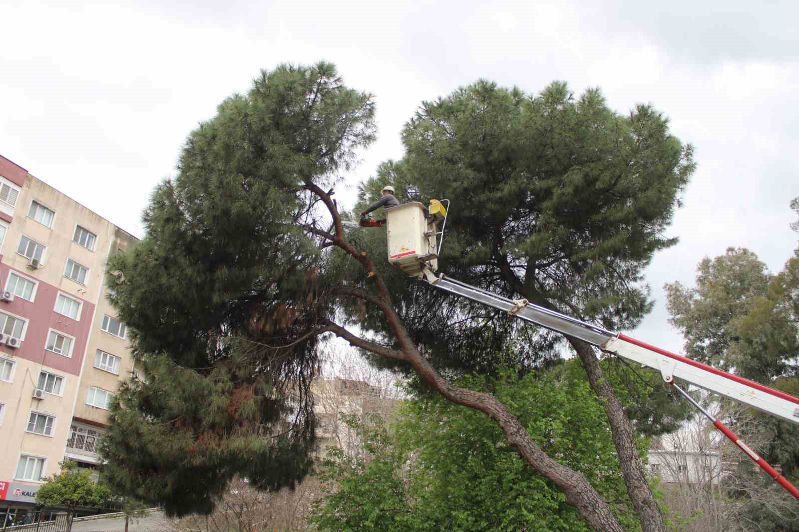 Efeler’de yağışlara dayanamayan 2 ağaç yan yattı
