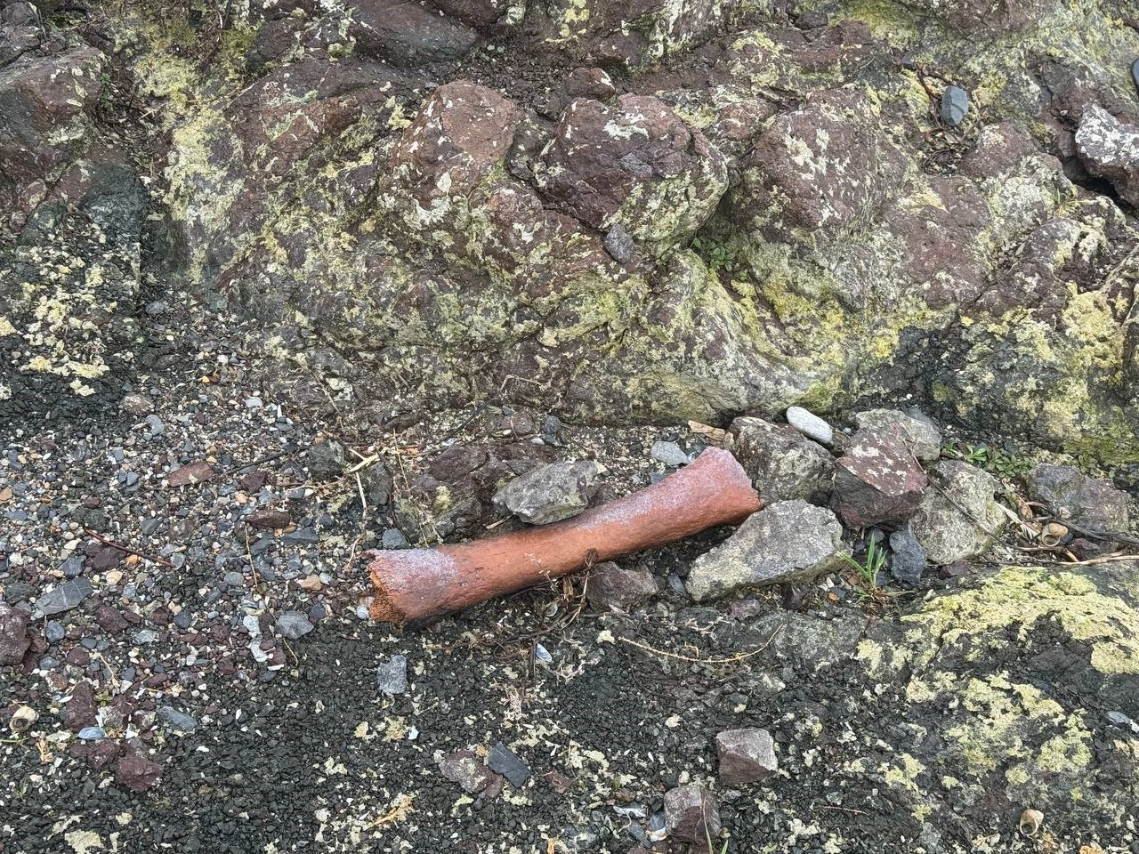 Eğirdir Gölü kıyısında bulunan kemiklerin hayvana ait olduğu değerlendiriliyor
