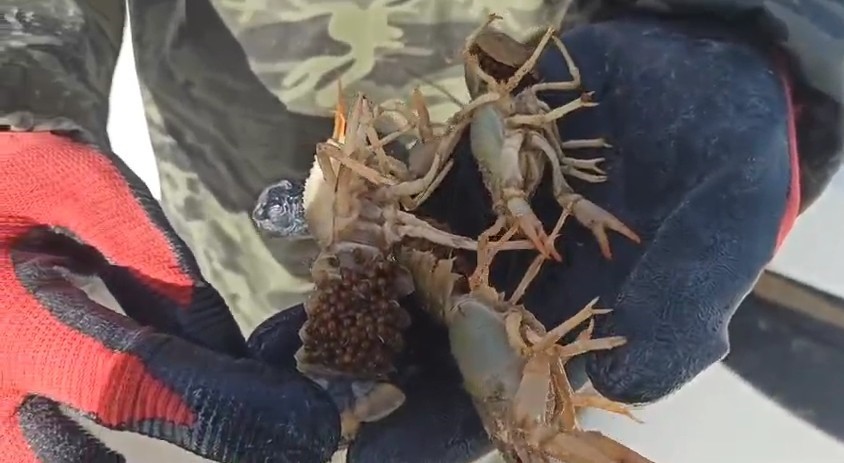 Eğirdir Gölü’nde kaçak pinterlere el konuldu, kerevitler göle bırakıldı
