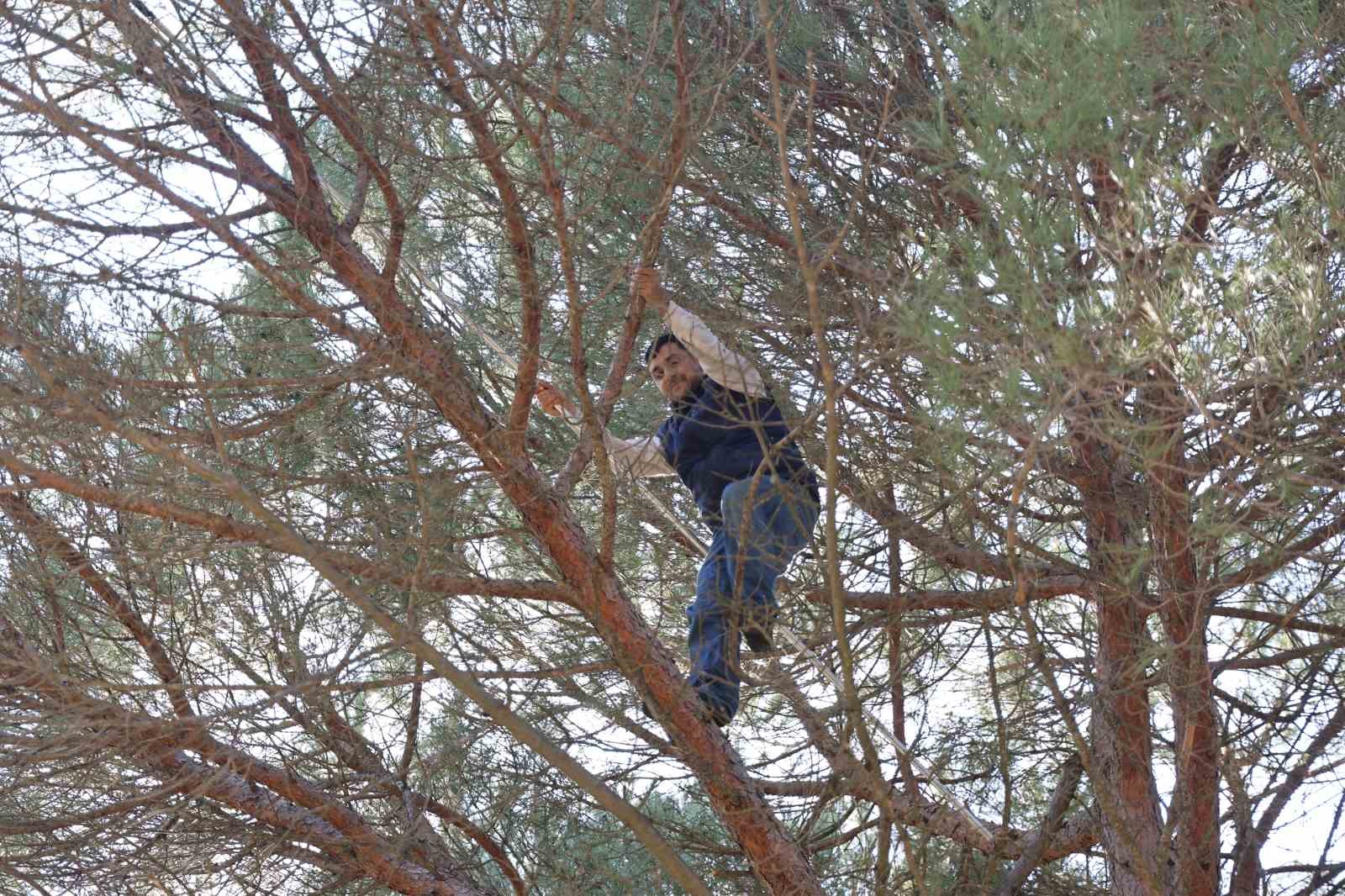 Ekmek parası için komando gibi ağaçlara tırmanıyorlar
