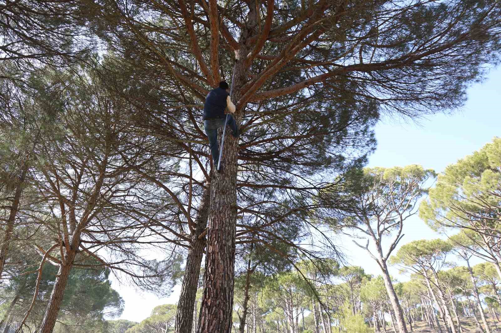 Ekmek parası için komando gibi ağaçlara tırmanıyorlar
