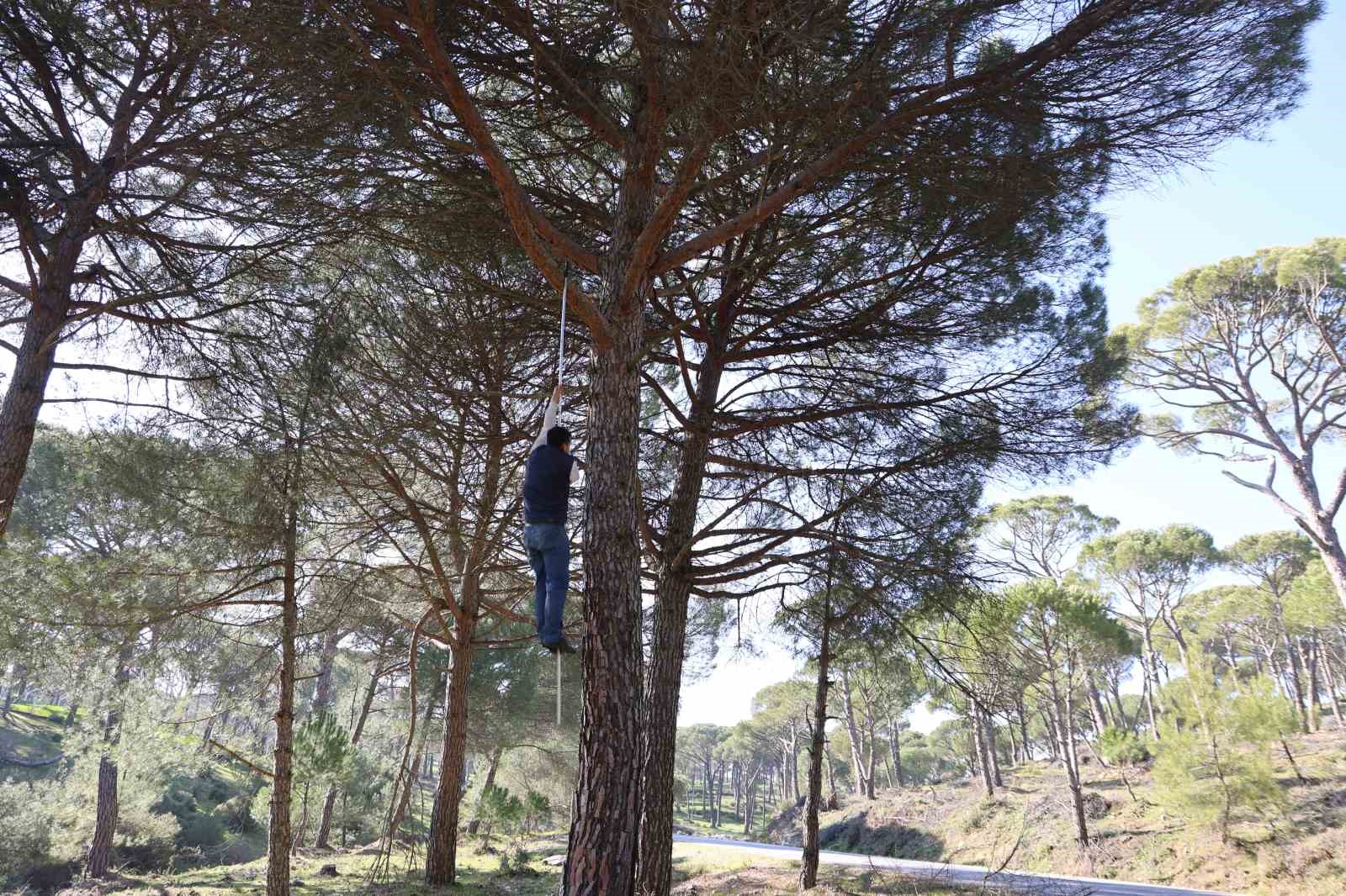 Ekmek parası için komando gibi ağaçlara tırmanıyorlar
