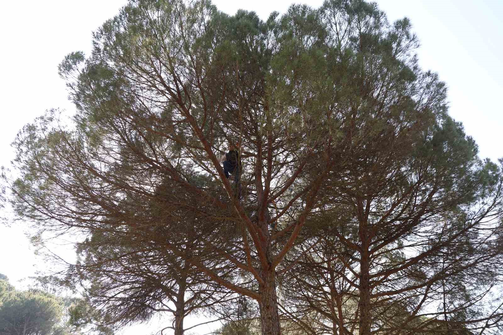 Ekmek parası için komando gibi ağaçlara tırmanıyorlar
