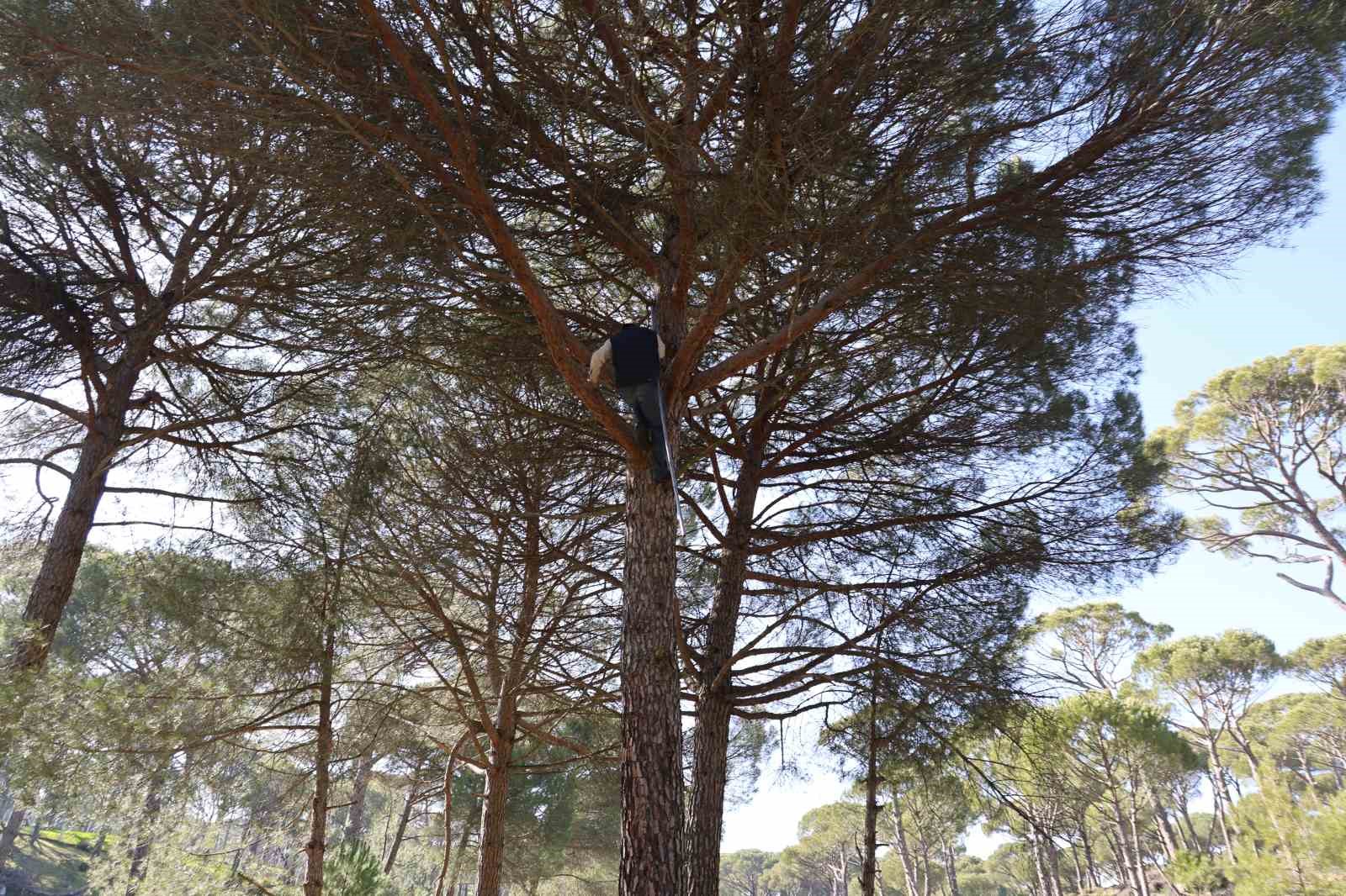 Ekmek parası için komando gibi ağaçlara tırmanıyorlar
