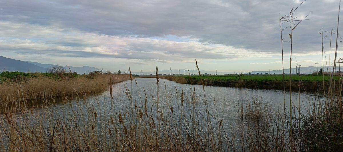 EKODOSD Başkanı Sürücü: "Söke Ovası antik dönemdeki deniz görünümüne döndü"
