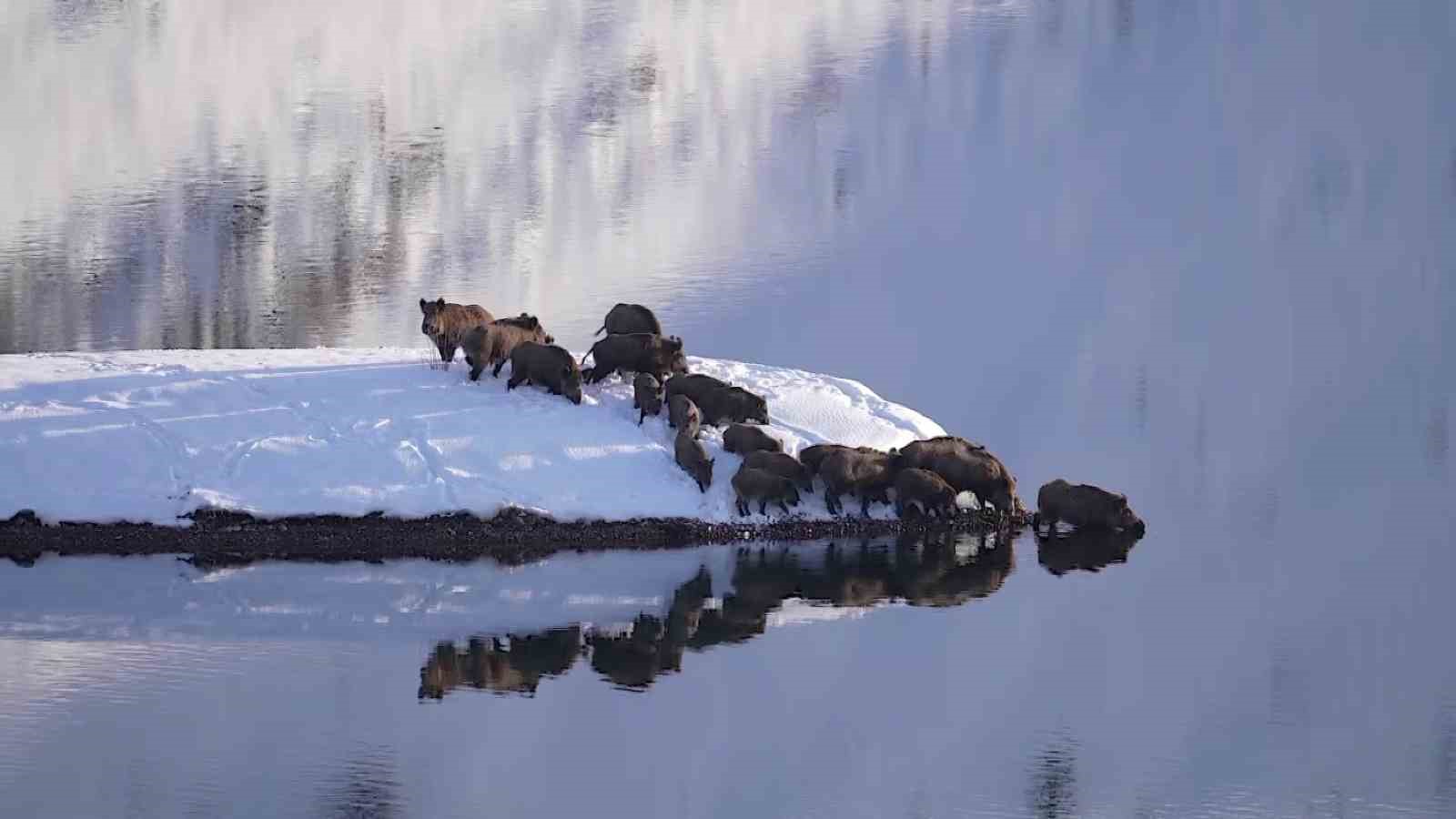 Eksi 20 derecede sürü halinde suya girdiler

