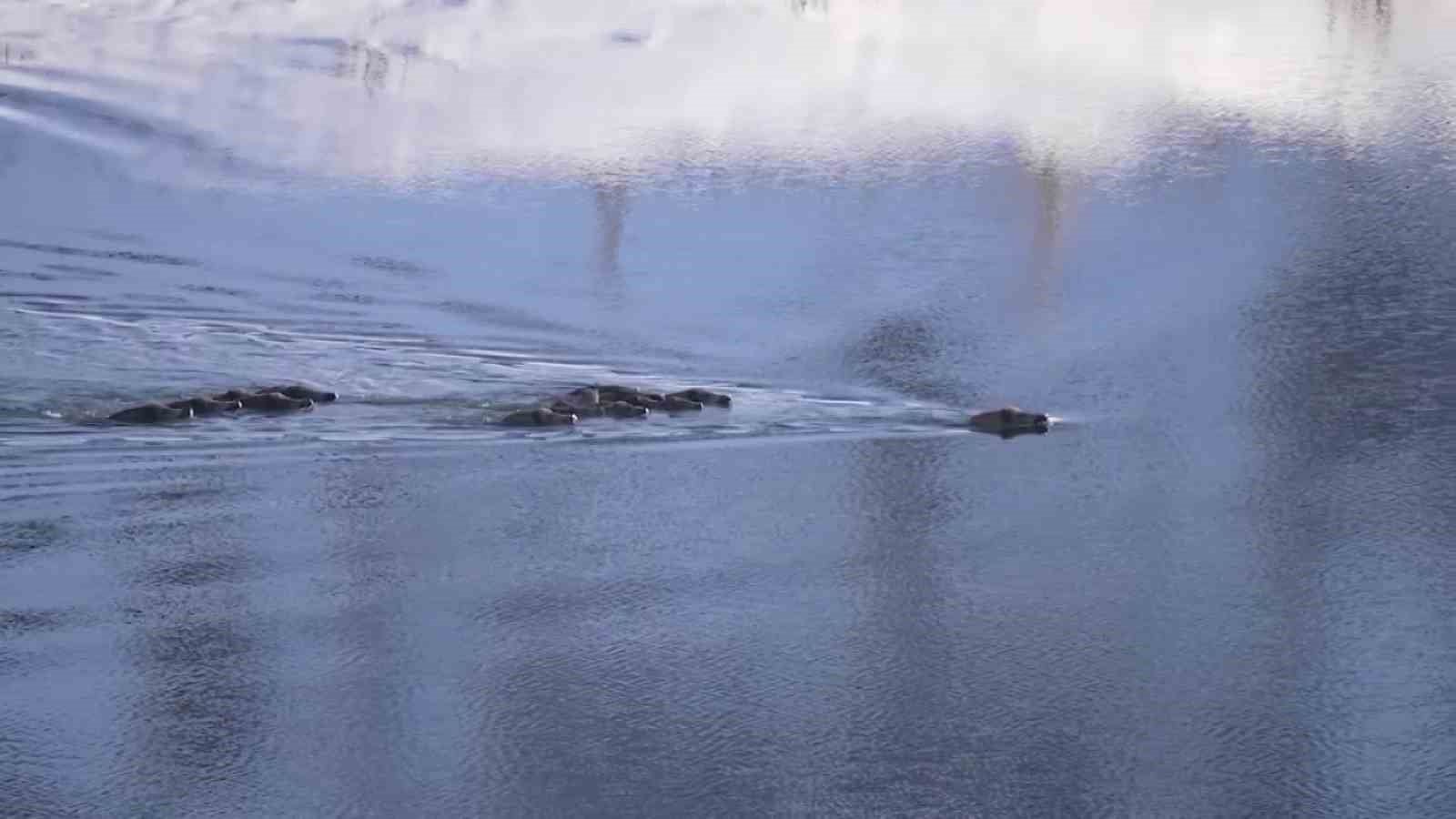 Eksi 20 derecede sürü halinde suya girdiler
