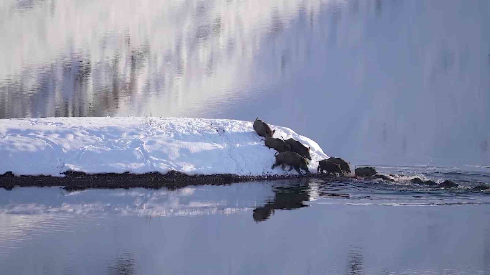 Eksi 20 derecede sürü halinde suya girdiler
