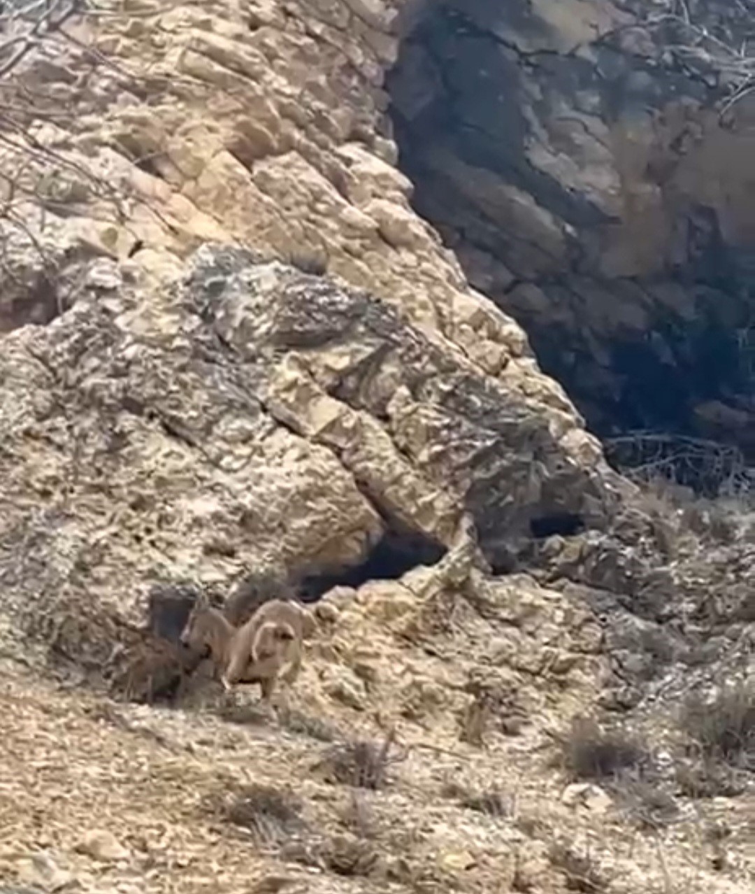 Elazığ’da 3 ayaklı yaban keçisi azmiyle şaşırttı
