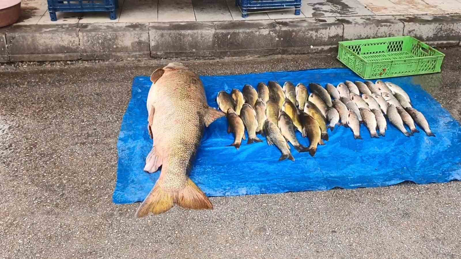 Elazığ’da 52 kilogram ağırlığında turna yakalandı
