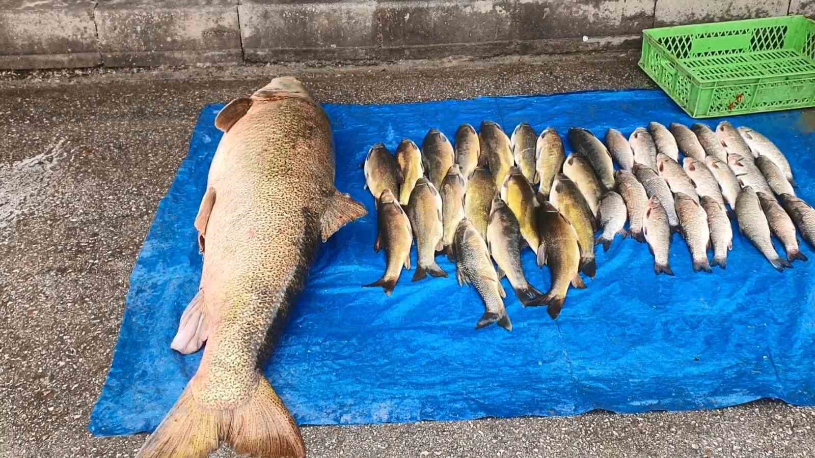 Elazığ’da 52 kilogram ağırlığında turna yakalandı
