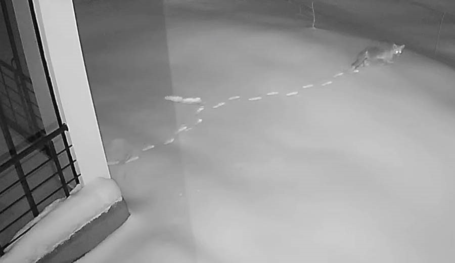 Elazığ’da aç kalan yaban hayvanları köye indi
