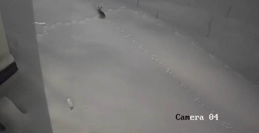 Elazığ’da aç kalan yaban hayvanları köye indi
