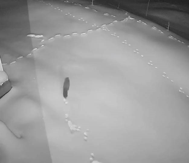 Elazığ’da aç kalan yaban hayvanları köye indi
