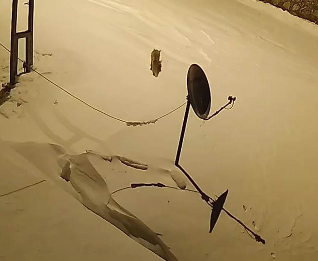 Elazığ’da aç kalan yaban hayvanları köye indi
