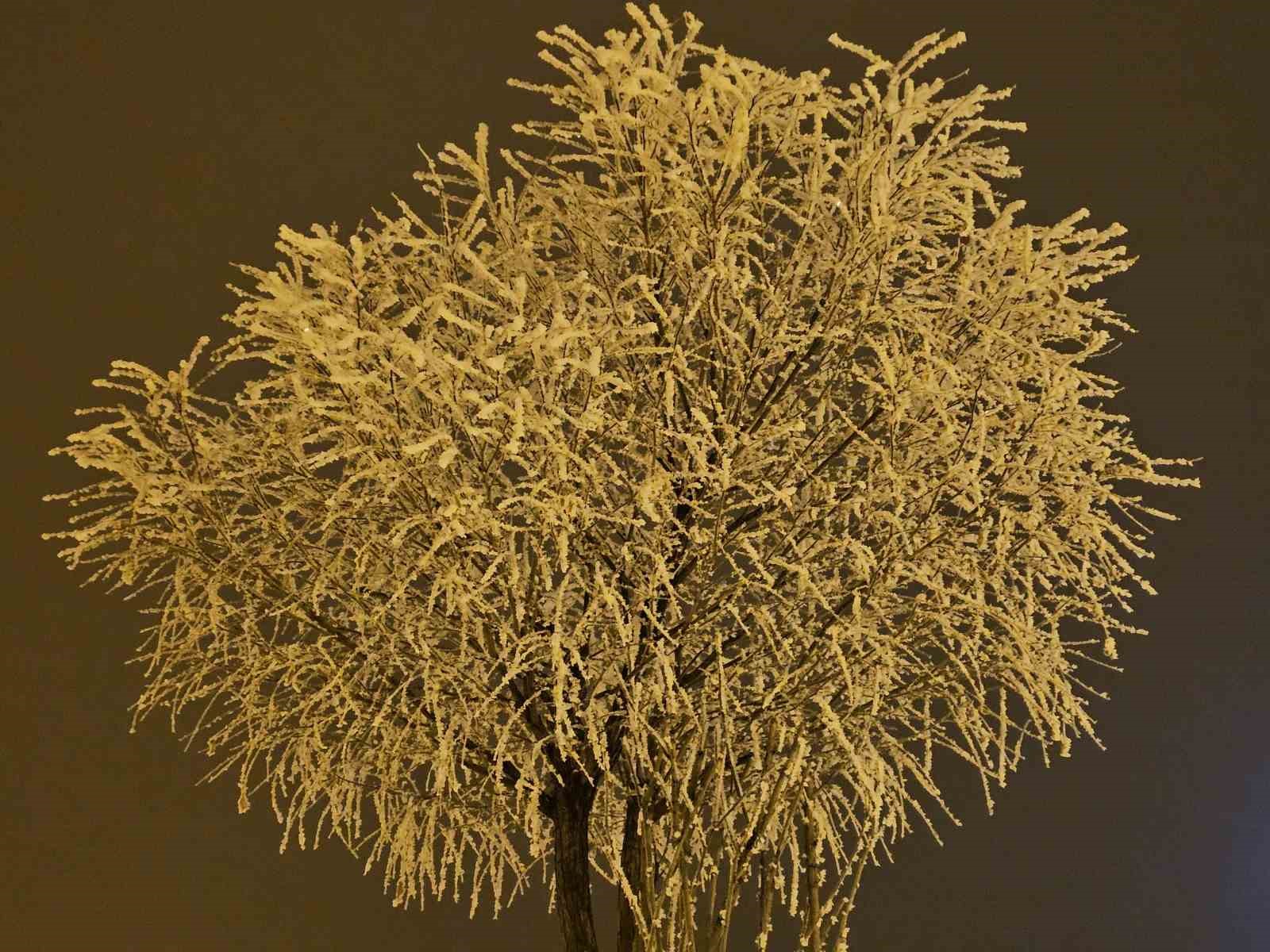 Elazığ’da ağaçlar kırağı tuttu
