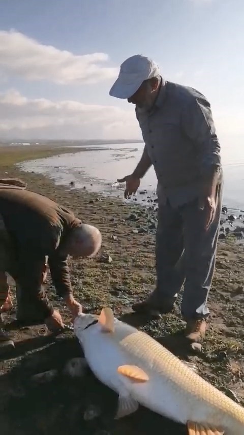 Elazığ’da amatör balıkçılar 65 kilo ağırlığında turna balığı yakaladı
