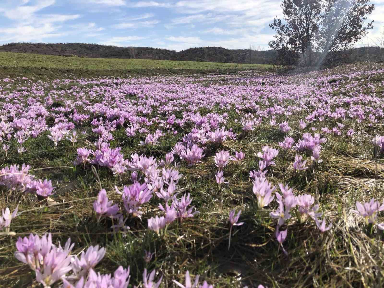 Elazığ’da baharın habercisi çiğdemler erken açtı
